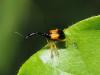 282599 – Photo : Laurent Plantard – Mayotte